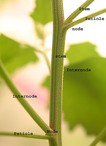 Stem showing internode and nodes plus leaf petiole and new stem rising from node.